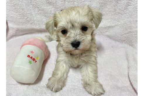 成約済の秋田県のミックス犬-364262の4枚目