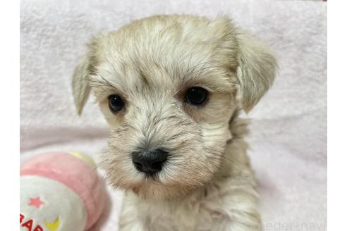 成約済の秋田県のミックス犬-364262の3枚目