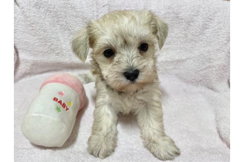 成約済の秋田県のミックス犬-364262の2枚目