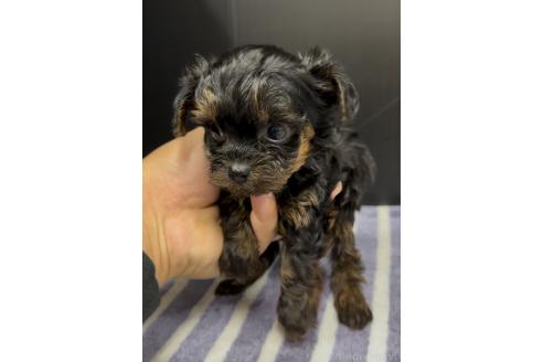 成約済の福岡県のヨープー:ヨークシャーテリア×トイプードル-364213の6枚目