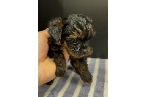 成約済の福岡県のヨープー:ヨークシャーテリア×トイプードル-364213の5枚目