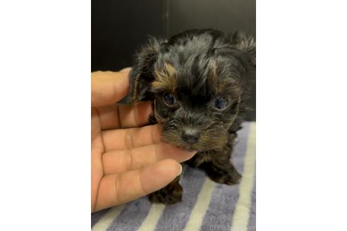 成約済の福岡県のヨープー:ヨークシャーテリア×トイプードル-364213の4枚目