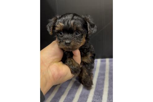 成約済の福岡県のヨープー:ヨークシャーテリア×トイプードル-364213の3枚目
