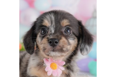 成約済の東京都のミックス犬-364564の4枚目
