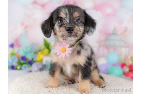 子犬