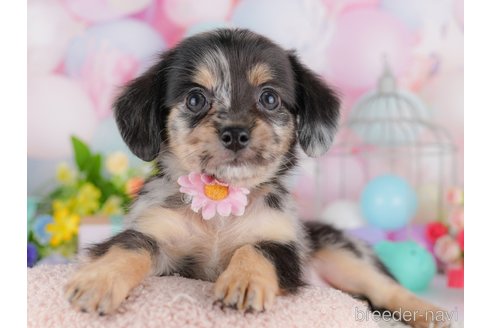成約済の東京都のミックス犬-364564の6枚目