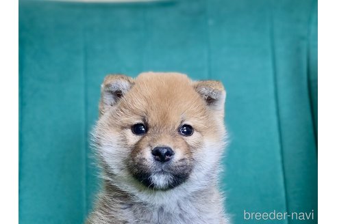 成約済の茨城県の豆柴-361271の1枚目