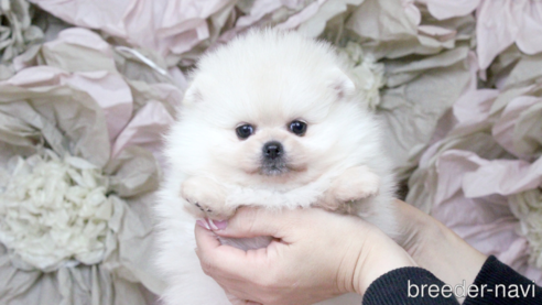 子犬