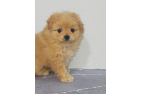 成約済の宮崎県のマルプー:マルチーズ×トイプードル-364209の3枚目