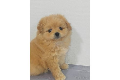 成約済の宮崎県のマルプー:マルチーズ×トイプードル-364209の2枚目