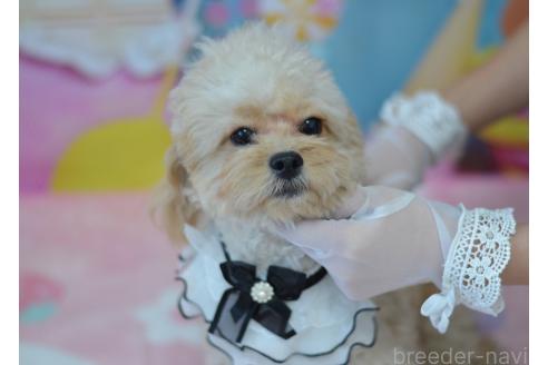 成約済の埼玉県のミックス犬-320152の27枚目