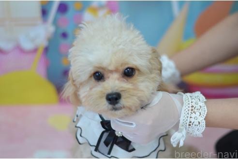 成約済の埼玉県のミックス犬-320152の26枚目