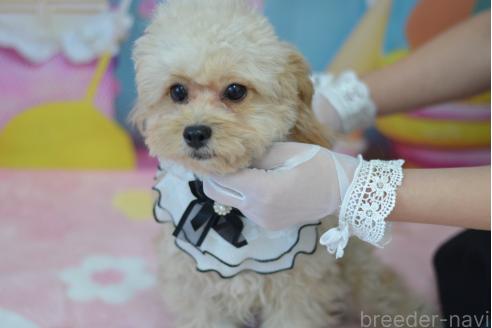 成約済の埼玉県のミックス犬-320152の25枚目