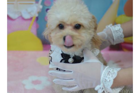 成約済の埼玉県のミックス犬-320152の24枚目