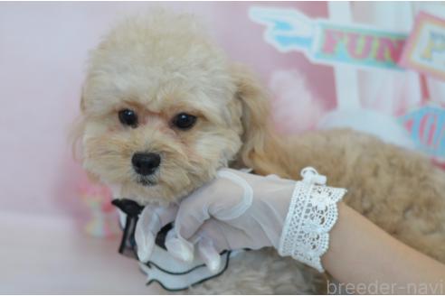 成約済の埼玉県のミックス犬-320152の23枚目