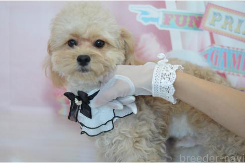 成約済の埼玉県のミックス犬-320152の22枚目