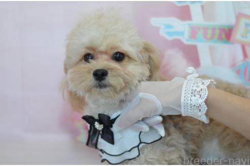 成約済の埼玉県のミックス犬-320152の21枚目
