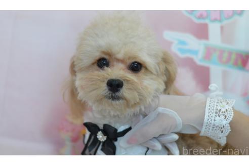 成約済の埼玉県のミックス犬-320152の20枚目