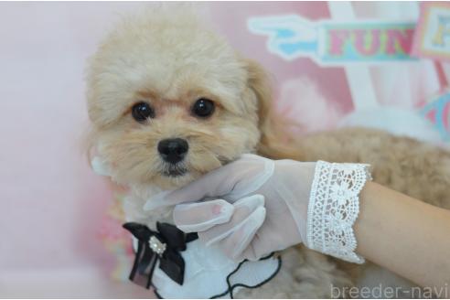成約済の埼玉県のミックス犬-320152の19枚目