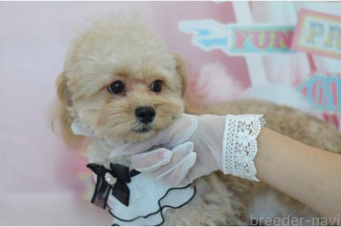 成約済の埼玉県のミックス犬-320152の18枚目