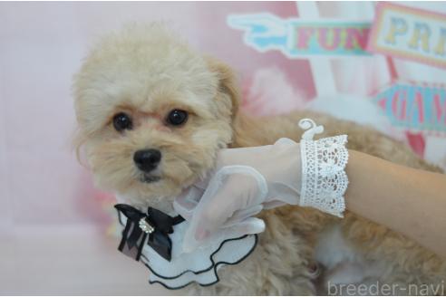 成約済の埼玉県のミックス犬-320152の17枚目