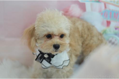 成約済の埼玉県のミックス犬-320152の16枚目