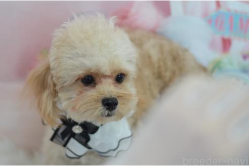 成約済の埼玉県のミックス犬-320152の15枚目