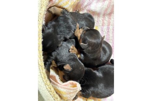 成約済の千葉県のヨークシャーテリア-364944の12枚目