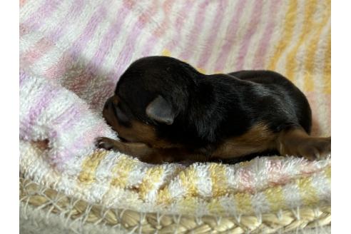 成約済の千葉県のヨークシャーテリア-364944の10枚目