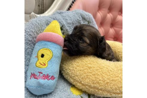 成約済の大阪府のミックス犬-364269の7枚目