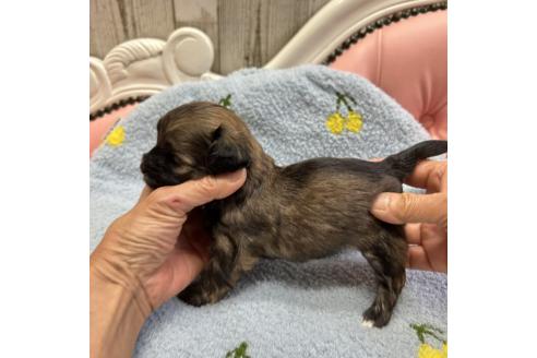 成約済の大阪府のミックス犬-364269の6枚目
