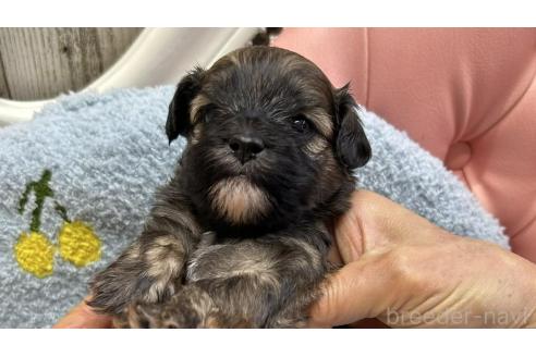 成約済の大阪府のミックス犬-364269の5枚目