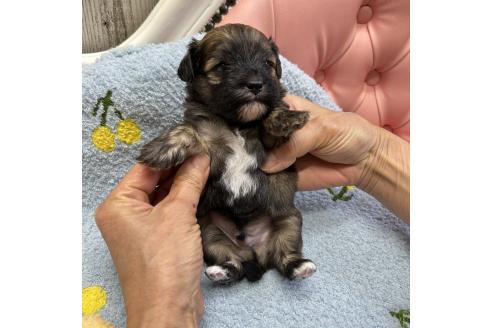 成約済の大阪府のミックス犬-364269の4枚目