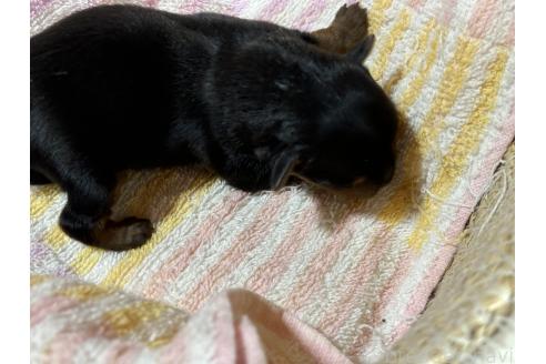 成約済の千葉県のヨークシャーテリア-364945の7枚目