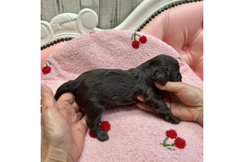 成約済の大阪府のミックス犬-364271の6枚目