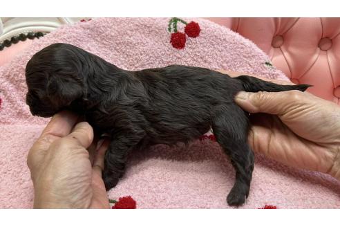 成約済の大阪府のミックス犬-364271の5枚目