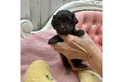 成約済の大阪府のミックス犬-364271の3枚目