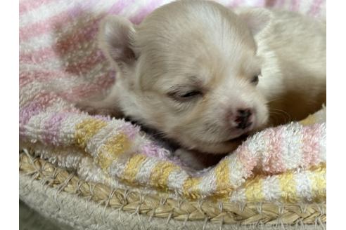 成約済の千葉県のチワワ(ロングコート)-362096の7枚目