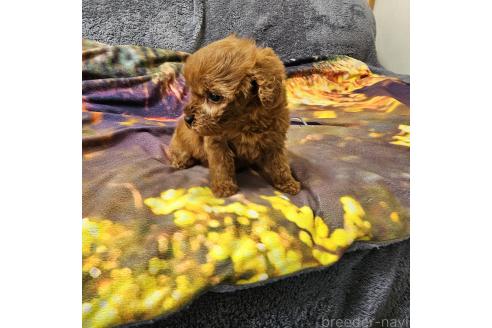 成約済の埼玉県のティーカッププードル-364292の9枚目