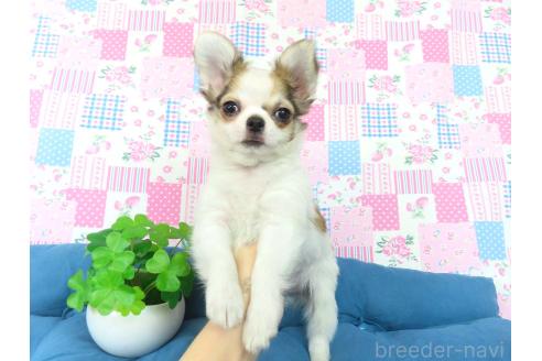 成約済の千葉県のチワワ(ロングコート)-354672の13枚目