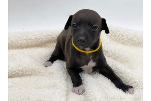 成約済の愛知県のイタリアングレーハウンド(イタグレ)-364314の12枚目