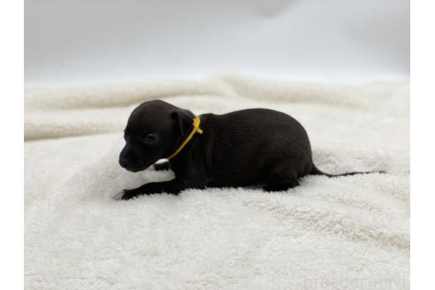 成約済の愛知県のイタリアングレーハウンド(イタグレ)-364314の11枚目