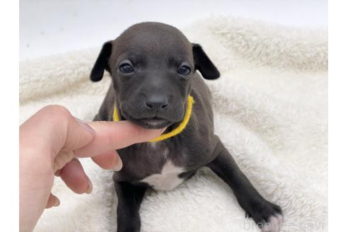 成約済の愛知県のイタリアングレーハウンド(イタグレ)-364314の10枚目