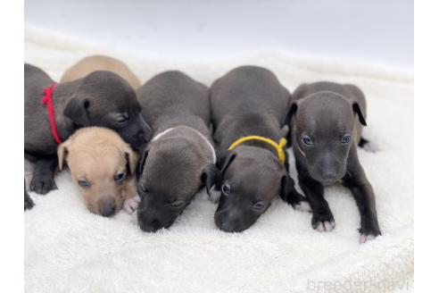 成約済の愛知県のイタリアングレーハウンド(イタグレ)-364314の8枚目