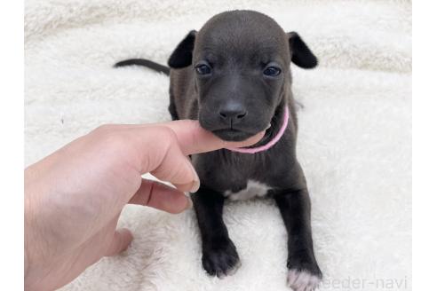 成約済の愛知県のイタリアングレーハウンド(イタグレ)-364316の17枚目