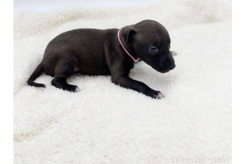 成約済の愛知県のイタリアングレーハウンド(イタグレ)-364316の16枚目