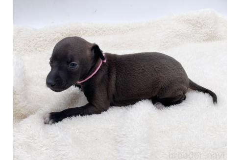 成約済の愛知県のイタリアングレーハウンド(イタグレ)-364316の14枚目