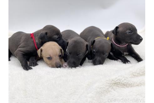 成約済の愛知県のイタリアングレーハウンド(イタグレ)-364316の13枚目