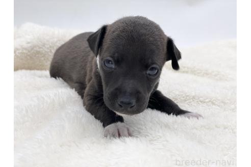 成約済の愛知県のイタリアングレーハウンド(イタグレ)-364318の7枚目