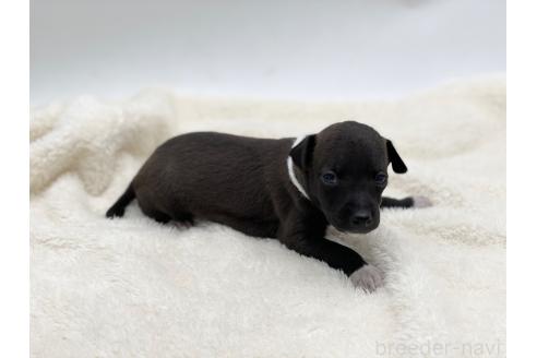 成約済の愛知県のイタリアングレーハウンド(イタグレ)-364318の6枚目